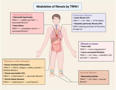 Function and therapeutic potential of transient receptor potential ankyrin 1 in fibrosis